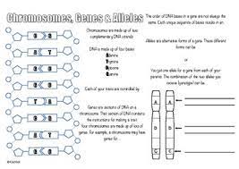 Plus each one comes with an answer key. Alleles And Genes Worksheets Teaching Resources Tpt