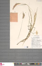 Image result for Chazaliella abrupta