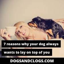 7 Reasons Why Your Dog Always Wants To Lay On Top Of You Dogsandclogs