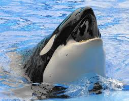 Three kinds of orcas live in the pacific northwest, differentiated by diet, social structure and range. Op Ed Seaworld Ceo We Re Ending Our Orca Breeding Program Here S Why Los Angeles Times