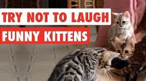 After a while kittens start to play with one another. 99 Lose This Try Not To Laugh Challenge Funny Kittens Video Youtube