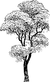 Download sketsa gambar tumbuhan yg mudah. Svg Pokok Hitam Dan Putih Cawangan Imej Ikon Svg Percuma Svg Silh