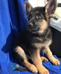 Please see all pages for answers to questions you have. German Shepherd Puppies For Sale Cute Smart Healthy Vip Puppies German Shepherd Puppies Cute German Shepherd Puppies Shepherd Puppies