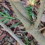 Image result for Saba comorensis