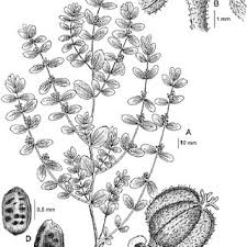 Image result for Euphorbia granulata