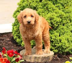 Find labradoodle puppies for sale and dogs for adoption. Eva Mini Labradoodle Puppy For Sale In Kirkwood Pa Happy Valentines Day Happyvalentinesday2016i