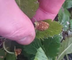 My both plant's lower leaves are slowly turning yellow and ultimately dying. Why Are My Strawberry Plants Dying Gardener Report