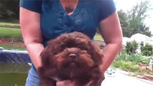 1 photo · créé par john. Image 899821 Metro Goldwyn Mayer Logo Know Your Meme