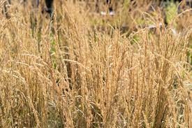By moving around in patches of tall grass, a wild pokémon may appear and begin to battle the player. Using Ornamental Grasses In The Landscape Mahoney S Garden Center