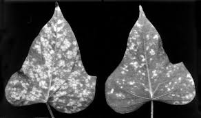 Image result for Lepistemon owariensis