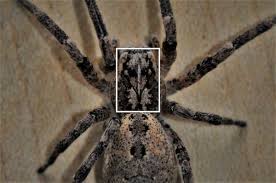 Jul 01, 2021 · naturkundemuseum leipzig bestätigt: Die Nosferatu Spinne Eine Mediterrane Art Ist In Kersbach Heimisch Geworden Der Neue Wiesentbote