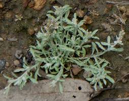 Image result for Gnaphalium polycaulon