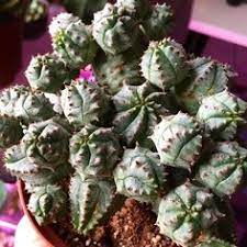 Seen spinning a web between 2 cacti. 98 Euphobia Ideas Euphorbia Succulents Cacti And Succulents