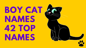 Follow us or one of our many popular group boards: Boy Cat Names 42 Top Names Best List Names Youtube