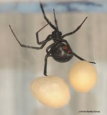 Female black widows are perhaps the most easily identifiable spider in human history. Black Widow Spider Spells Danger Bug Squad Anr Blogs
