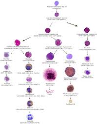 A Schematic Representation For How Different Cells Within