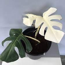 At least on of the leaves has. Monstera Deliciosa Albo Variegata Amulya Farms Nursery