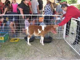 A mobile exotic animal exhibit that operates from north dallas considers. Mimi S Pony Go Round And Petting Zoo