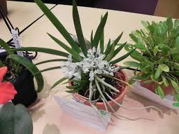 Image result for Podangis