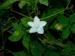 Image result for Ipomoea magnusiana