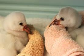 Santa barbara zoo celebrates birth of otter pups. A Lucky 13 New Flamingo Chicks For Santa Barbara Zoo Zooborns