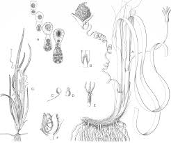 Image result for Ottelia lisowskii