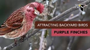 We did not find results for: Attracting Backyard Birds Purple Finches Youtube