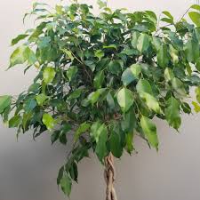 Image result for Ficus benjamina