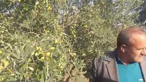 Zeytinin hasadı elle toplanarak ve sırıkla ya da makineyle ağacın silkelenmesiyle yapılır. Zeytin Agaci By Rekor Gelisim