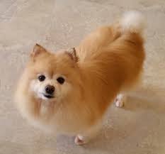 We have placed more than 12,000 dogs and cats into loving homes. Underdog Pet Rescue Mn The Y Guide