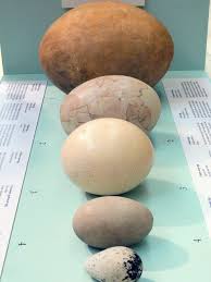 Natural History Museum Birds Eggs Bird Eggs Natural History Prehistoric Animals