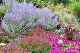 Russian sage catmint vs lavender. Plant Partners Focus On Flowers Indiana Public Media