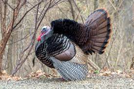 Find the perfect strutting male wild turkey displaying stock photo. Photo Of The Week The Turkey S Iconic Tail Is A Spring Thing Natural Areas Notebook