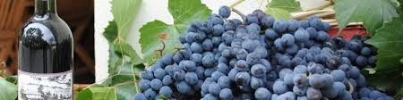 Albana di romagna doc, colli piacentini, ламбруско,санджовезе и trebbiano. Emilia Romagna Wikitravel