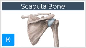 Anchors for the torn tendons, ac shaving , biceps tendon groove shaving , etc. Anatomy And Function Of The Scapula Human Anatomy Kenhub Youtube