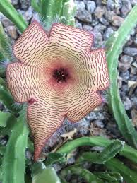 Image result for Stapelia getliffei