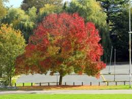 The autumn purple white ash, fraxinus americana, 'autumn purple', is a seedless male tree and is a cultivar of the species which is native to moist areas. Tips Information About Ash Trees Gardening Know How