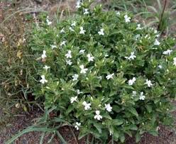 Image result for Phaulopsis imbricata