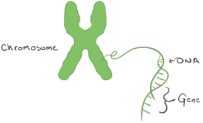 Dna is a polymer of nucleotide, it is a double stranded helix where the two strands are anti parallel and. Dna Function Structure With Diagram Article Khan Academy