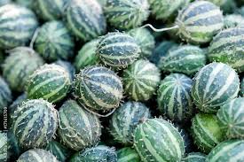 Image result for Cucumis anguria
