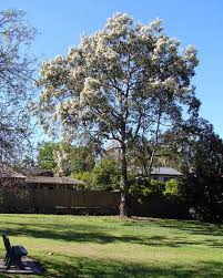 Image result for Eucalyptus torelliana