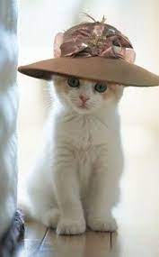 It S Make A Hat Day So Here Are Some Cats Wearing Hats Cute Animals Cute Cats Kittens Cutest