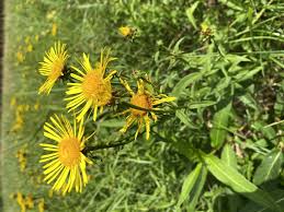 Image result for Inula mannii