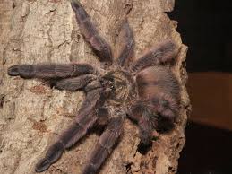 Caribbean Diamond Tarantula Tapinauchenius Sp Tarantula Nature Animals Caribbean