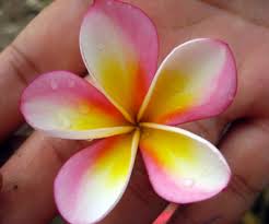 Pink Rainbow Plumeria Seeds Plumeria Frangipani Seeds