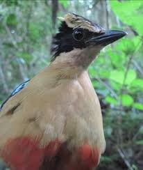 Image result for Schlechterina mitostemmatoides