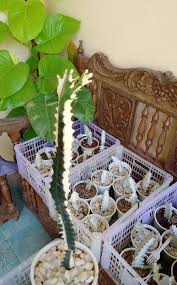Image result for Euphorbia lividiflora
