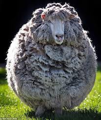 The Woolly Mammoth Of A Sheep Who Waited Three Years To Be Shorn Funny Sheep Sheep Animals Beautiful