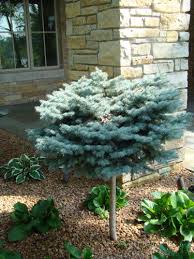 A general rule of thumb is to count to 5 for every one gallon of pot size. Colorado Blue Spruce Shrub