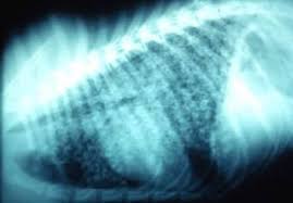 This is due to ulcerating tumors, or tumors that break open and bleed. Blastomycosis Generalized Conditions Veterinary Manual